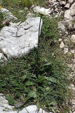 Leucanthemum heterophyllum \ Verschiedenblttrige Margerite, A Kärnten, Petzen 8.8.2016