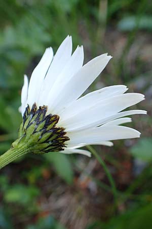 Leucanthemum atratum subsp. halleri \ Hallers Schwarzrand-Margerite, Hallers Schwarzrand-Wucherblume, A Schneealpe 30.6.2020