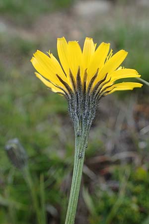 Scorzoneroides helvetica \ Schweizer Schuppenlwenzahn / Swiss Hawkbit, A Wölzer Tauern, Kleiner Zinken 26.6.2021