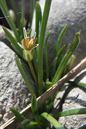 Littorella uniflora \ Strandling / Shoreweed, A Bregenz 21.4.2007