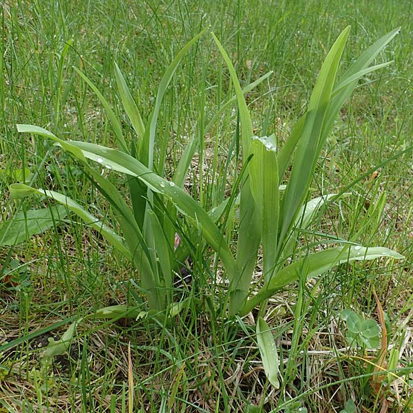 Hemerocallis fulva \ Gelbrote Taglilie / Common Day Lily, A Türnitz 6.5.2022