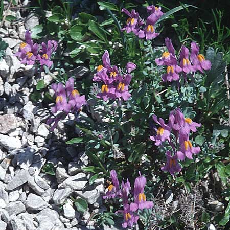 Linaria alpina \ Alpen-Leinkraut / Alpine Toadflax, A Traweng 10.7.1995