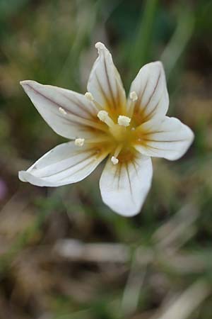 Gagea serotina \ Spte Faltenlilie / Snowdon Lily, A Wölzer Tauern, Kleiner Zinken 26.6.2021