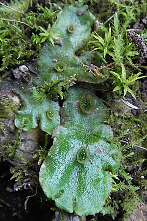 Marchantia polymorpha \ Brunnen-Lebermoos / Liverwort, A Kärnten/Carinthia, Petzen 21.7.2007