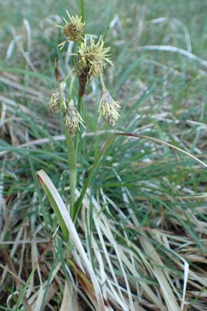 Eriophorum latifolium / Broad-Leaved Cotton Grass, A Reutte 2.5.2019