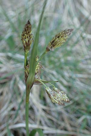 Eriophorum latifolium \ Breitblttriges Wollgras / Broad-Leaved Cotton Grass, A Reutte 2.5.2019