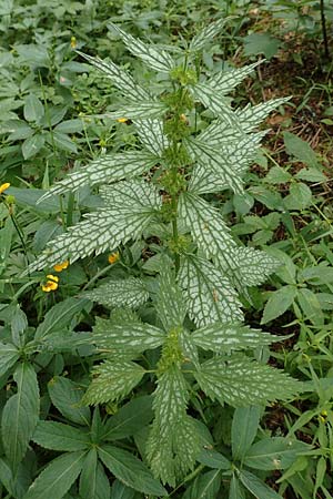 Lamium montanum / Mountain Yellow Archangel, A Neuhaus am Zellerrain 2.7.2019