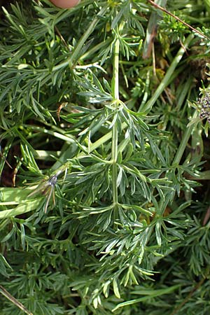 Ligusticum mutellinoides \ Zwerg-Mutterwurz / Unbranched Lovage, A Niedere Tauern, Sölk-Pass 26.7.2021