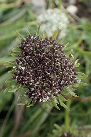 Ligusticum mutellinoides \ Zwerg-Mutterwurz / Unbranched Lovage, A Niedere Tauern, Sölk-Pass 26.7.2021