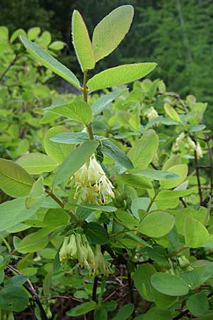 Lonicera caerulea \ Blaue Heckenkirsche / Blue-Berried Honeysuckle, Bearberry Honeysuckle, A Malta - Tal / Valley 7.6.2008