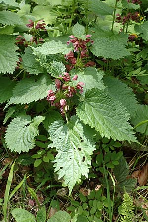 Lamium orvala \ Groe Taubnessel, Nesselknig, A Kärnten, St. Paul im Lavanttal 16.5.2016