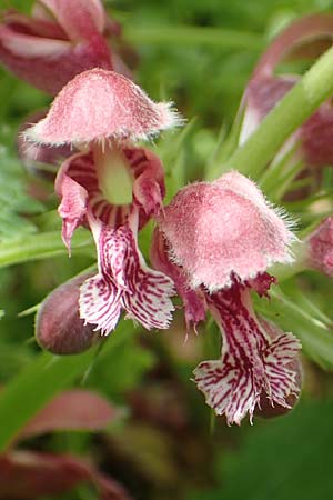 Lamium orvala \ Groe Taubnessel, Nesselknig / Balm-Leaved Archangel, A Kärnten/Carinthia, St. Paul im Lavanttal 16.5.2016