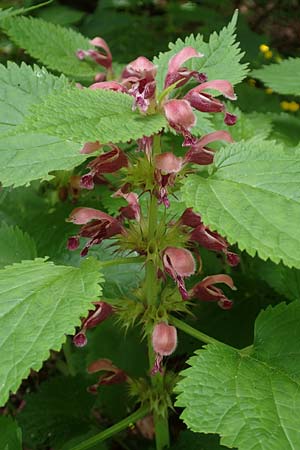 Lamium orvala \ Groe Taubnessel, Nesselknig / Balm-Leaved Archangel, A Kärnten/Carinthia, St. Paul im Lavanttal 16.5.2016