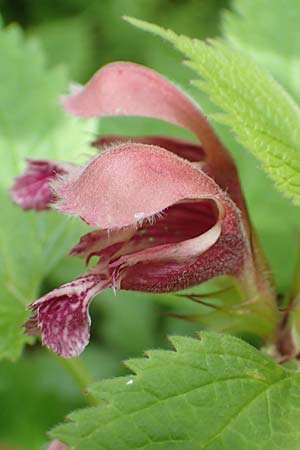 Lamium orvala \ Groe Taubnessel, Nesselknig / Balm-Leaved Archangel, A Kärnten/Carinthia, St. Paul im Lavanttal 16.5.2016