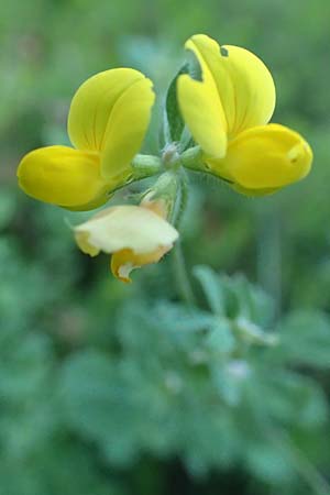 Lotus pedunculatus \ Sumpf-Hornklee / Greater Bird's-Foot Trefoil, A Tragöß 30.6.2019