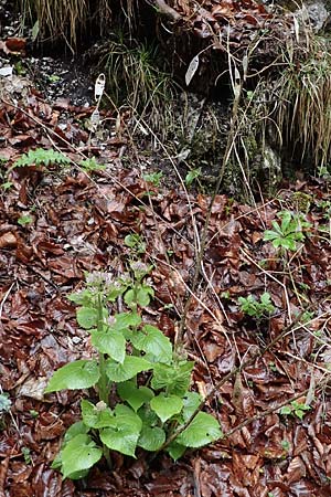 Lunaria rediviva / Perennial Honesty, A Türnitz 6.5.2022