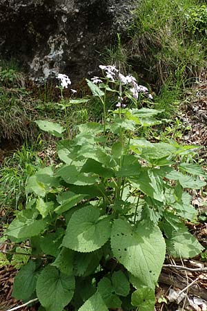 Lunaria rediviva / Perennial Honesty, A St. Gilgen 16.5.2022