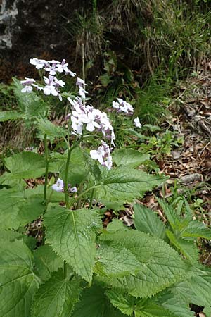 Lunaria rediviva \ Wildes Silberblatt, Wilde Mondviole / Perennial Honesty, A St. Gilgen 16.5.2022