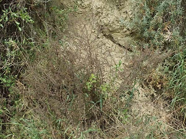 Lappula squarrosa \ Stechender Igelsame / Bur Forget-me-not, European Stickseed, A Weinviertel,  Goggendorf 10.7.2023