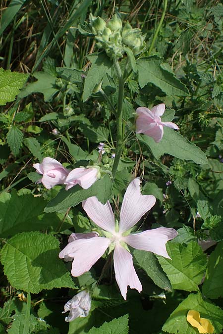 Malva thuringiaca / Thuringian Mallow, A Weinviertel,  Goggendorf 10.7.2023