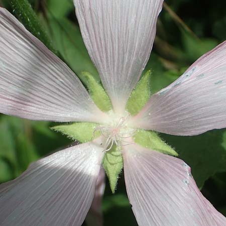 Malva thuringiaca \ Thringer Strauchpappel / Thuringian Mallow, A Weinviertel,  Goggendorf 10.7.2023