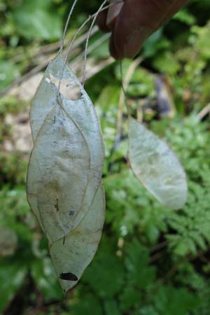 Lunaria rediviva \ Wildes Silberblatt, Wilde Mondviole / Perennial Honesty, A Kärnten/Carinthia, Gallizien 18.5.2016