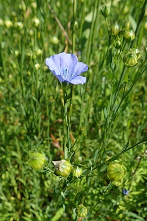 Linum usitatissimum \ Echter Lein / Flax, A Weikersdorf am Steinfeld 2.7.2020