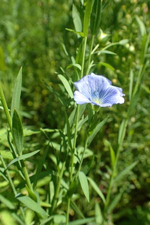 Linum usitatissimum \ Echter Lein / Flax, A Weikersdorf am Steinfeld 2.7.2020