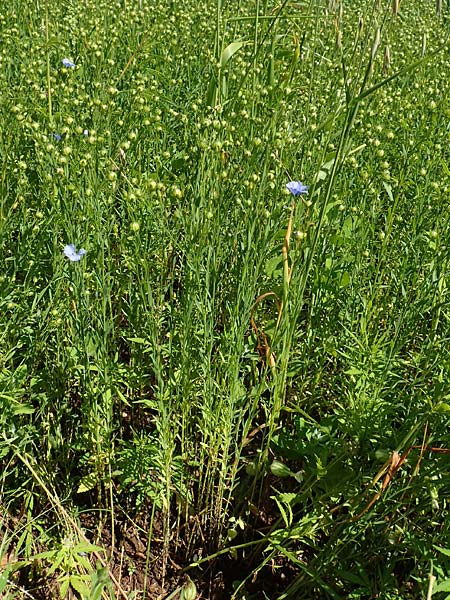 Linum usitatissimum \ Echter Lein / Flax, A Weikersdorf am Steinfeld 2.7.2020