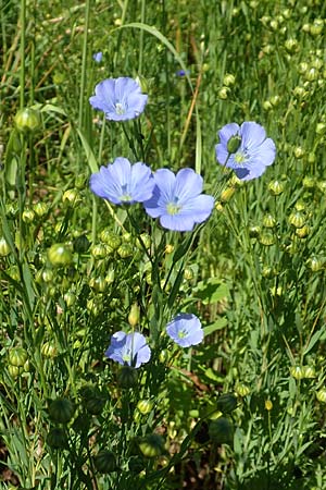 Linum usitatissimum \ Echter Lein / Flax, A Weikersdorf am Steinfeld 2.7.2020