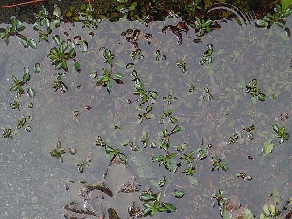 Ludwigia natans \ Schwimm-Heusenkraut, Kriechende Ludwigie, A Villach-Warmbad 4.7.2022