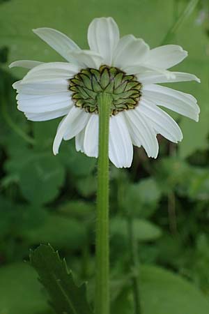 Leucanthemum vulgare \ Magerwiesen-Margerite, Frhe Wucherblume / Early Ox-Eye Daisy, A Pusterwald 29.6.2021