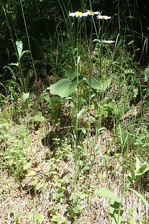 Leucanthemum vulgare \ Magerwiesen-Margerite, Frühe Wucherblume, A Pusterwald 29.6.2021
