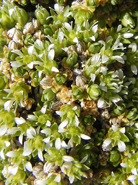 Minuartia cherlerioides \ Mannsschild-Miere / Cherler's Sandwort, A Trenchtling 3.7.2010