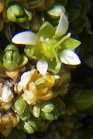 Minuartia cherlerioides \ Mannsschild-Miere / Cherler's Sandwort, A Trenchtling 3.7.2010