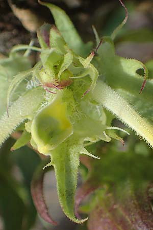 Melampyrum barbatum \ Bart-Wachtelweizen, A Breitenbrunn 24.9.2022