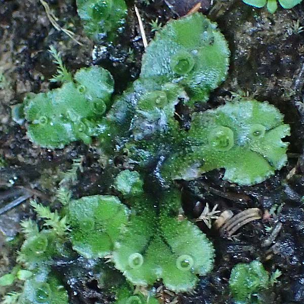 Marchantia polymorpha \ Brunnen-Lebermoos / Liverwort, A Kärnten/Carinthia, Koralpe 4.7.2023