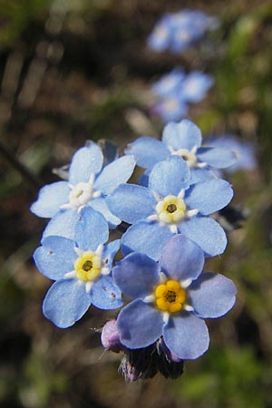 Myosotis alpestris \ Alpen-Vergissmeinnicht, A Kärnten, Petzen 2.7.2010