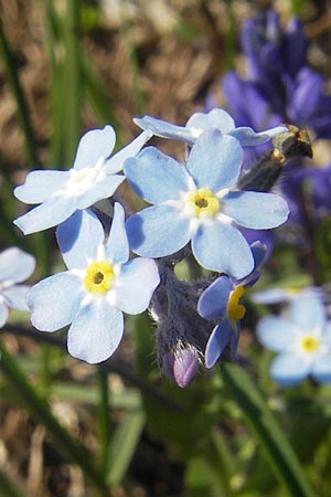 Myosotis alpestris \ Alpen-Vergissmeinnicht, A Kärnten, Petzen 2.7.2010