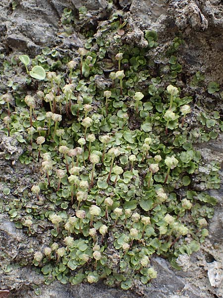 Preissia quadrata \ Prei-Lebermoos / Narrow Mushroom-Headed Liverwort, A Kärnten/Carinthia, Trögerner Klamm 18.5.2016