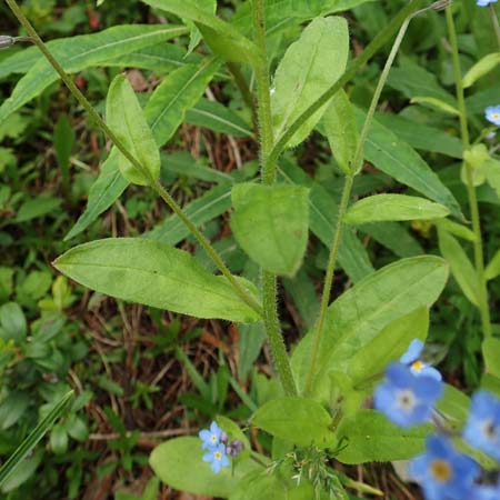 Myosotis alpestris / Alpine Forget-me-not, A Rax 28.6.2020