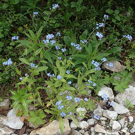 Myosotis alpestris \ Alpen-Vergissmeinnicht, A Rax 28.6.2020