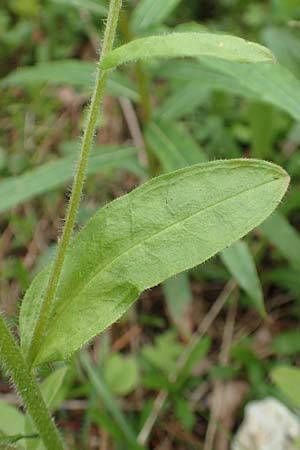 Myosotis alpestris \ Alpen-Vergissmeinnicht, A Rax 28.6.2020