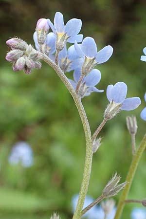 Myosotis alpestris \ Alpen-Vergissmeinnicht, A Rax 28.6.2020