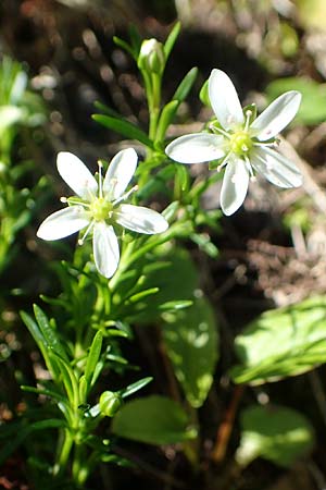 Sabulina austriaca \ sterreicher Miere / Austrian Sandwort, A Tauplitz-Alm 5.7.2020