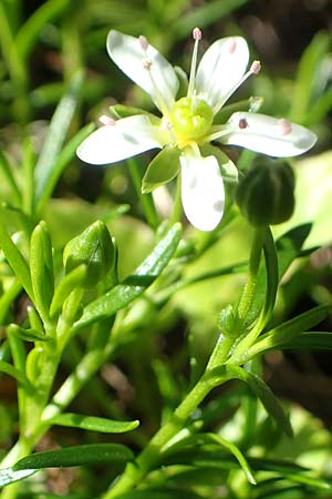 Sabulina austriaca \ sterreicher Miere / Austrian Sandwort, A Tauplitz-Alm 5.7.2020