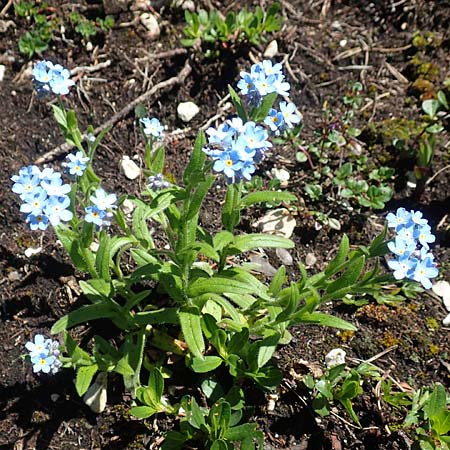 Myosotis alpestris \ Alpen-Vergissmeinnicht / Alpine Forget-me-not, A Lawinenstein 5.7.2020