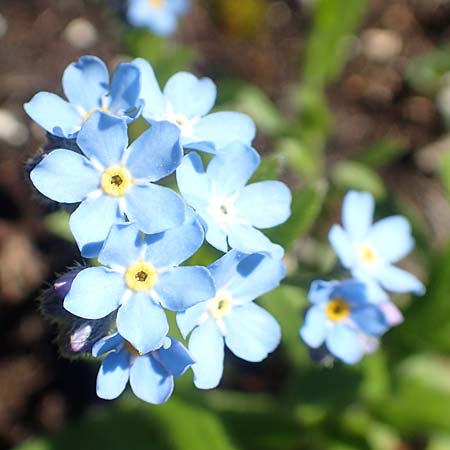 Myosotis alpestris \ Alpen-Vergissmeinnicht / Alpine Forget-me-not, A Lawinenstein 5.7.2020