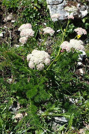 Meum athamanticum \ Brwurz / Spignel, A Lawinenstein 5.7.2020