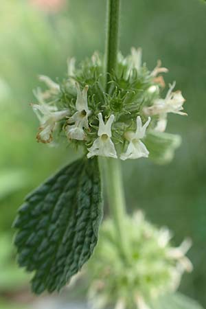 Marrubium vulgare \ Weier Andorn / White Horehound, A Bad Aussee Botan. Gar. 6.7.2020